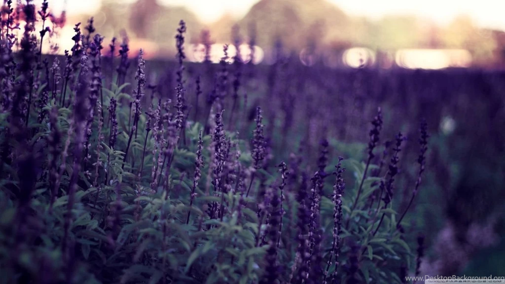 Lavender Flowers HD Desktop Wallpapers : High Definition ...