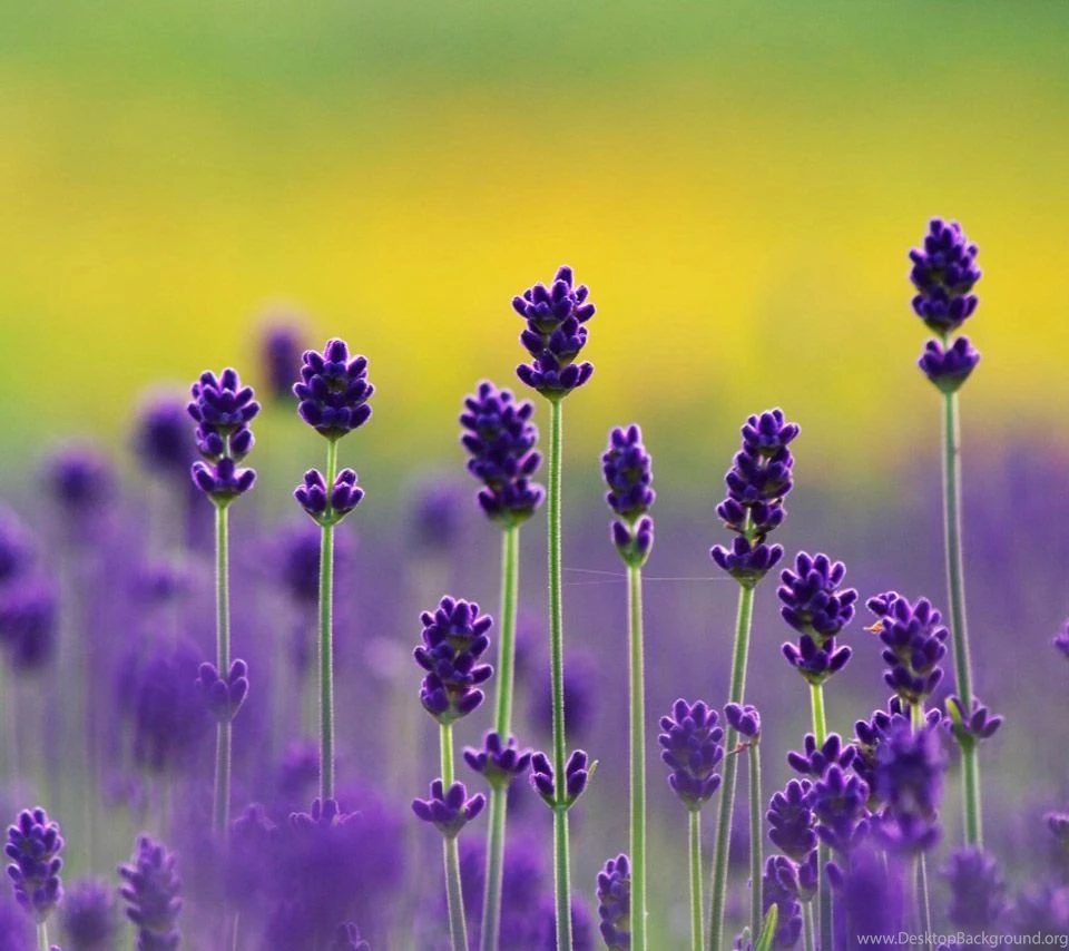 Lavender Flower Wallpapers