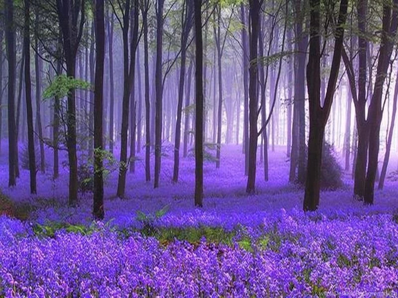 Lavender Wallpaper Backgrounds Wallpaper.
