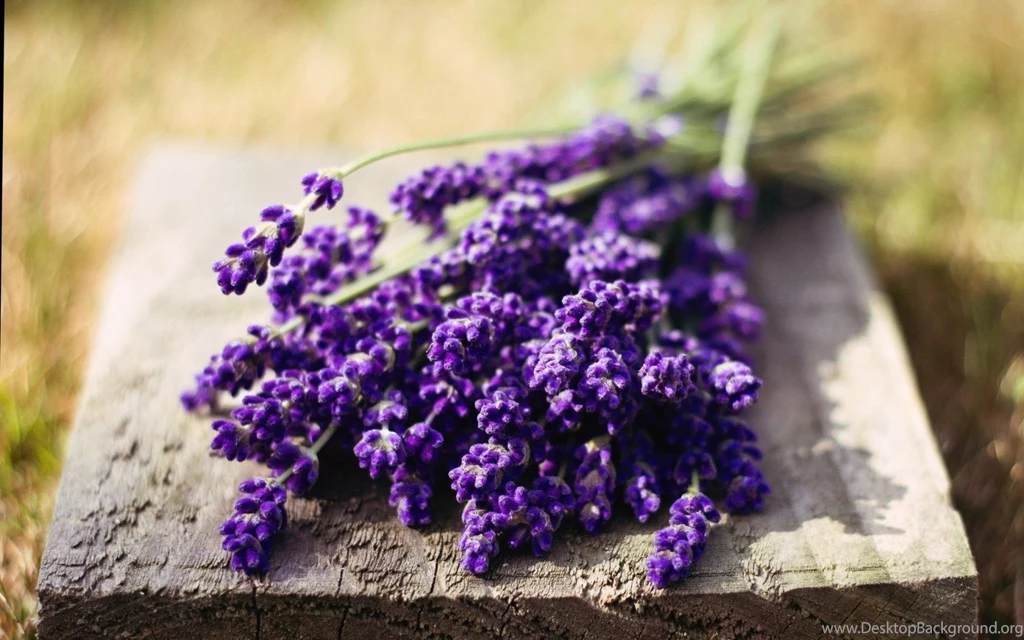 Lavender Flower New Desktop HD Wallpapers