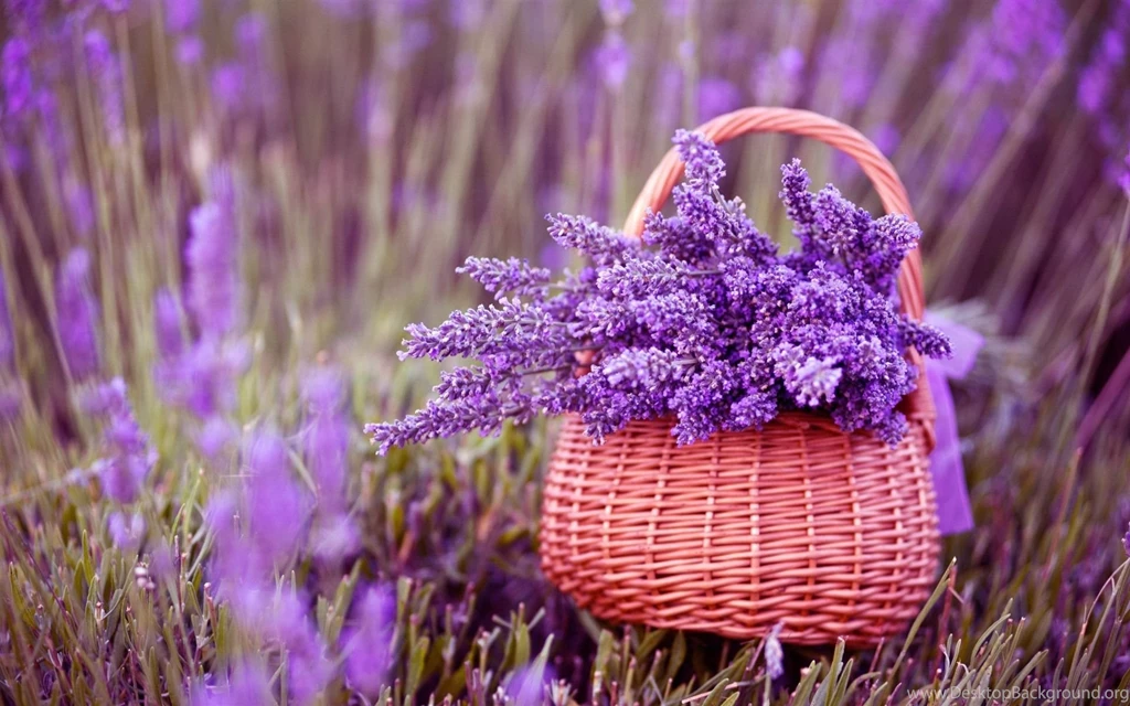 Lavender Plant Wallpaper.