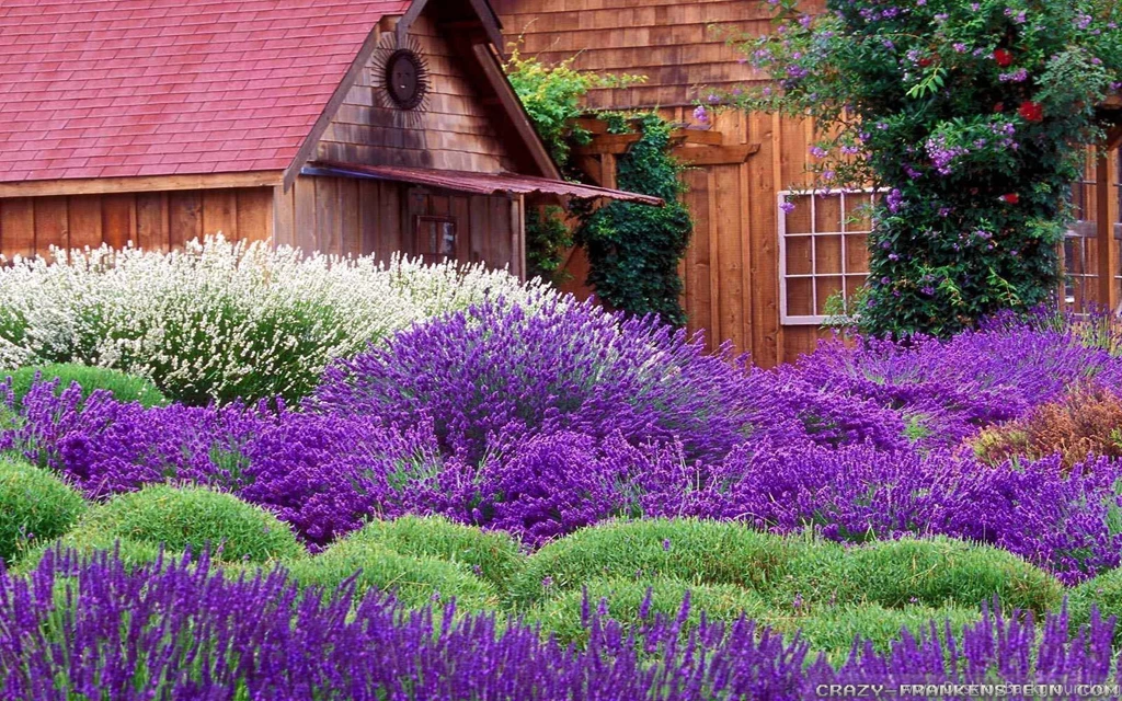 Lavender Wallpapers Crazy Frankenstein