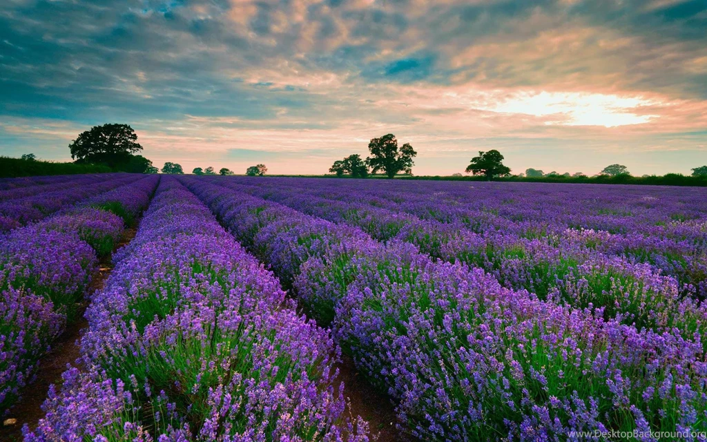 Purple Fields Of Lavender >> HD Wallpaper, Get It Now!