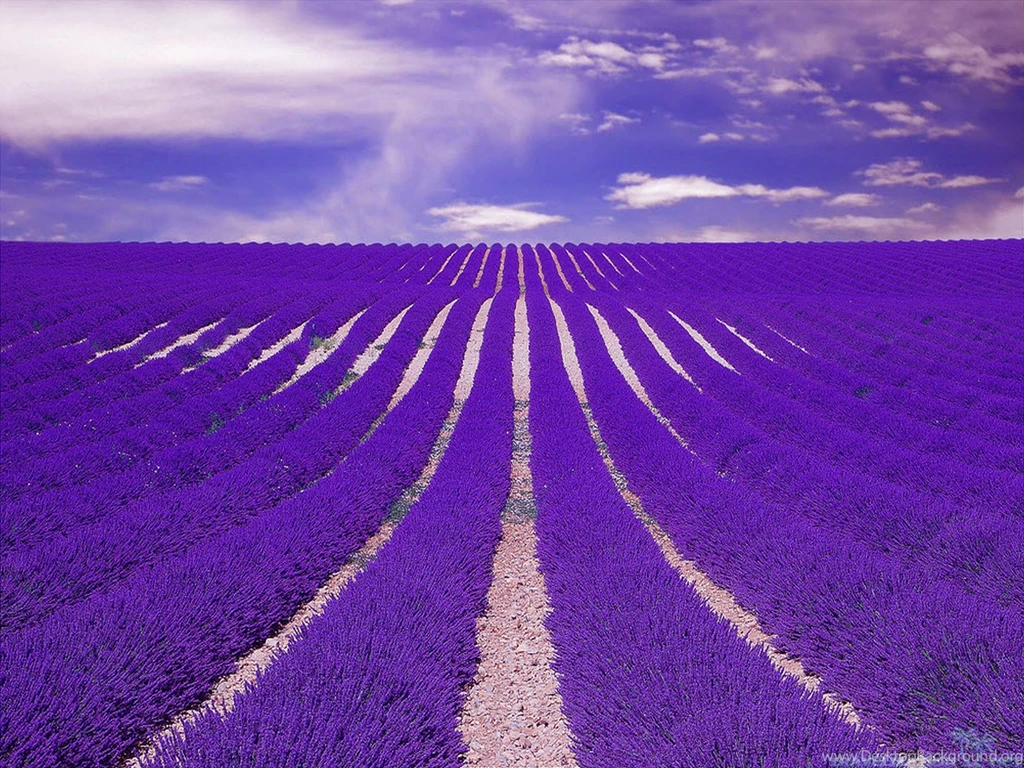 Beautiful Fields Of Lavender Wallpapers