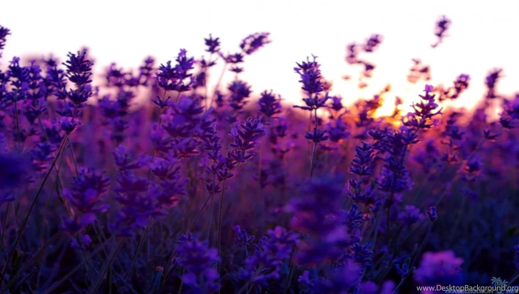 Lavender Wallpapers