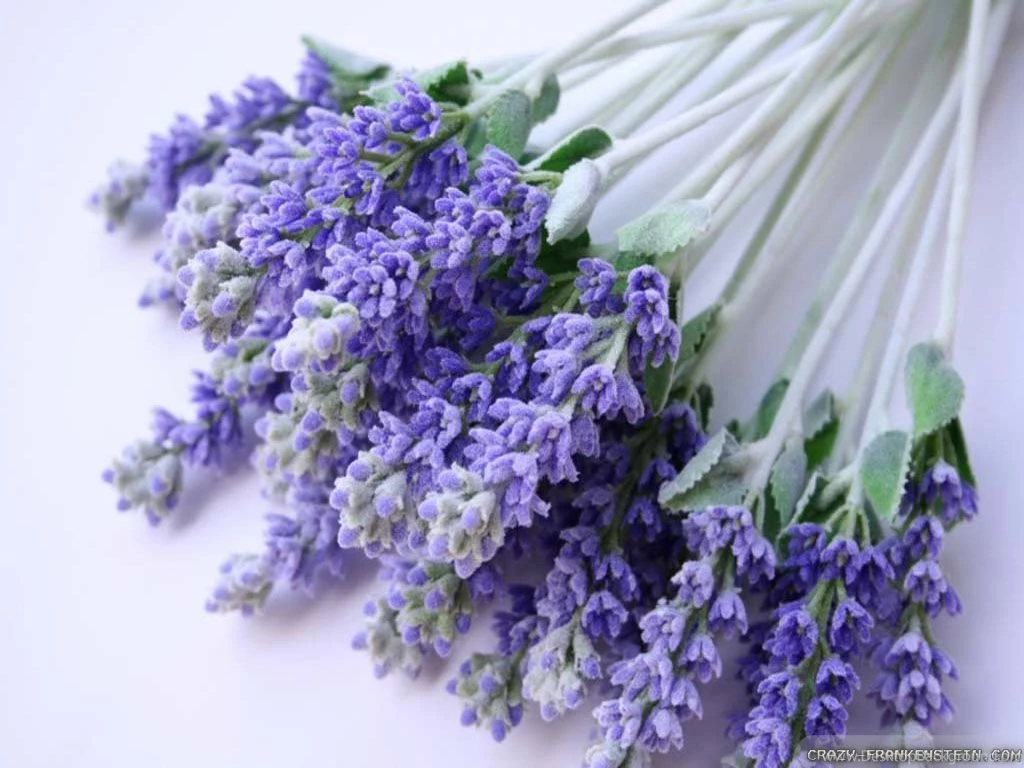 Lavender Wallpapers 2 Crazy Frankenstein