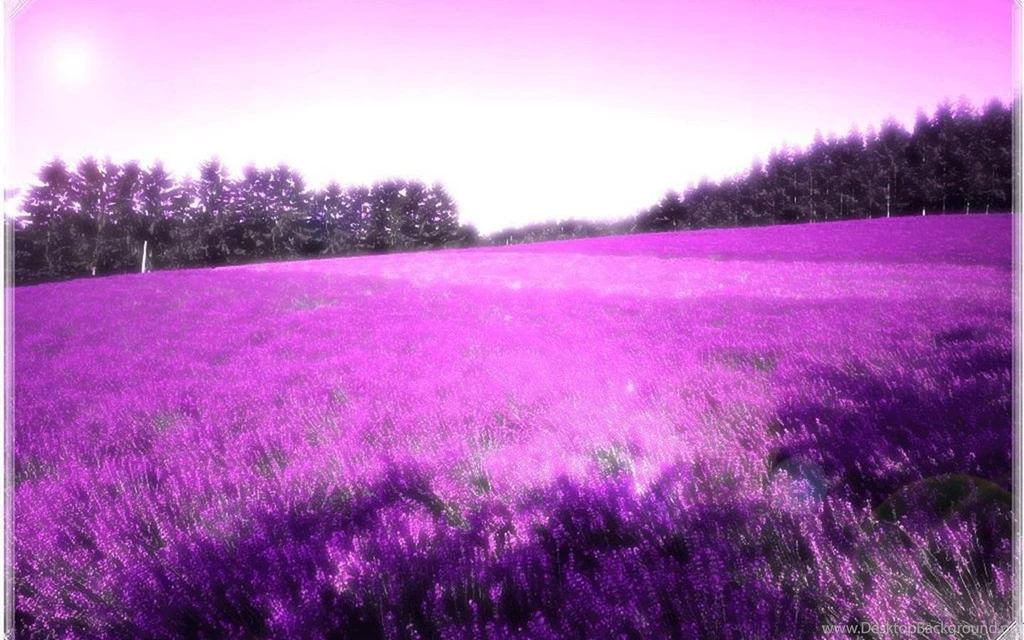 Lavender Wallpapers