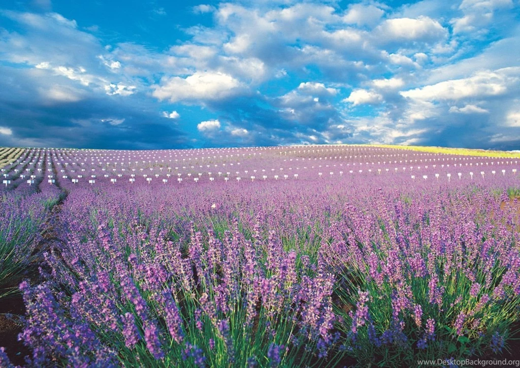 Lavender 31230 Flower Wallpapers Flowers