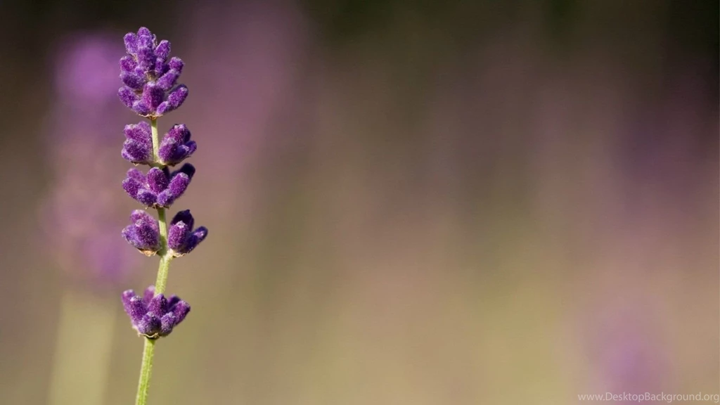 Awesome Lavender Flower Macro Photography Wall