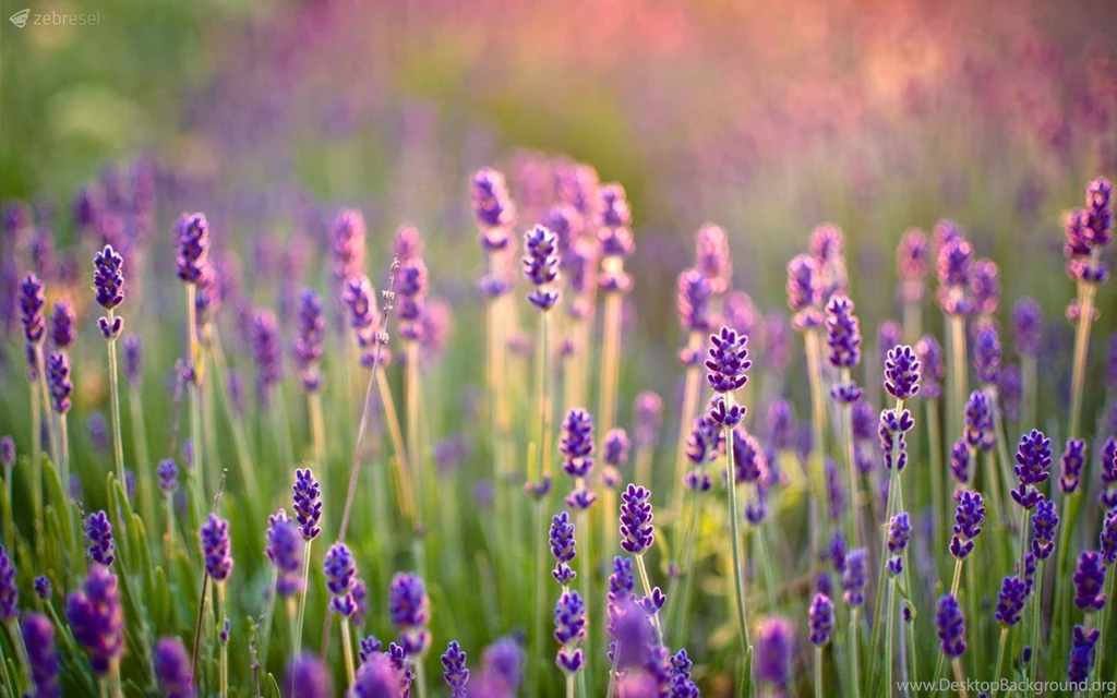 91 Lavender HD Wallpapers