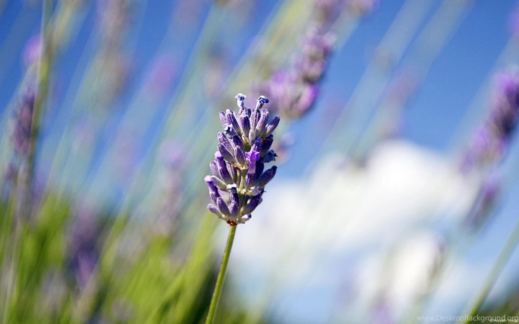 Lavender Wallpapers