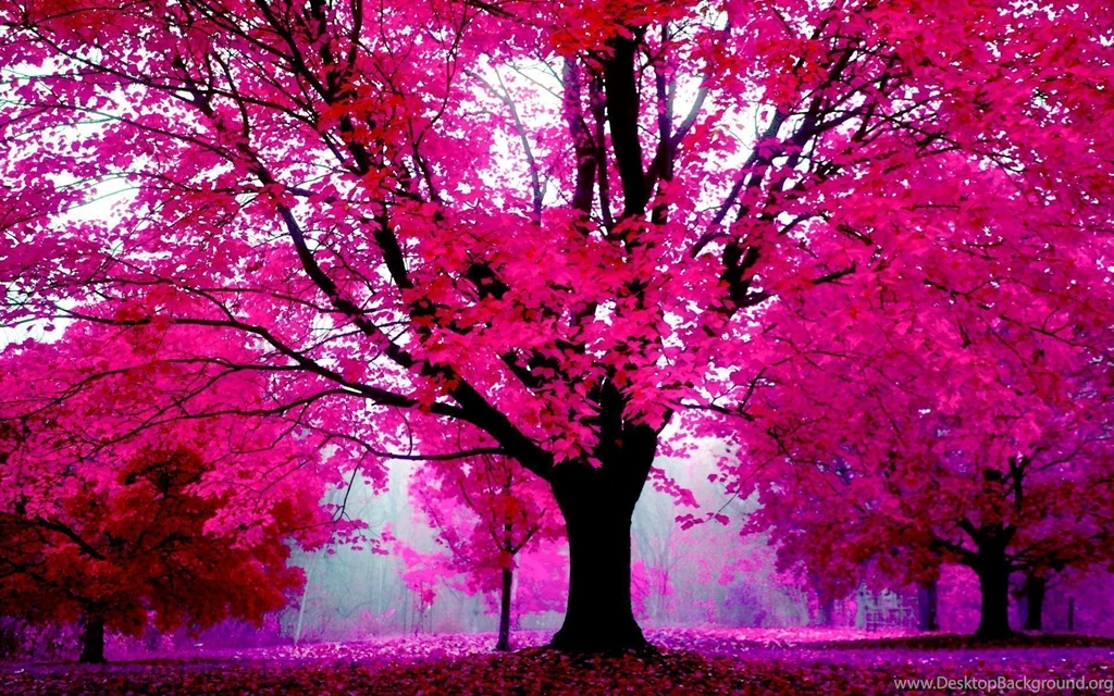 Pink HD Wallpapers Free Desktop R21 WALLPAPEROX.COM