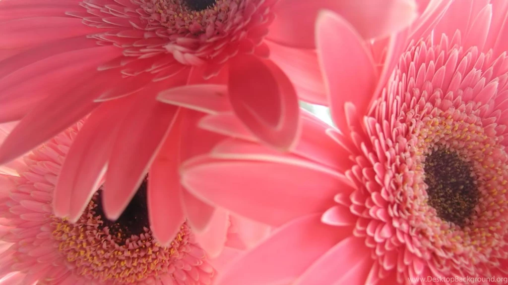 2 Pink Laptop Flowers Netbook Hd Wallpapers With 1366x768 ...
