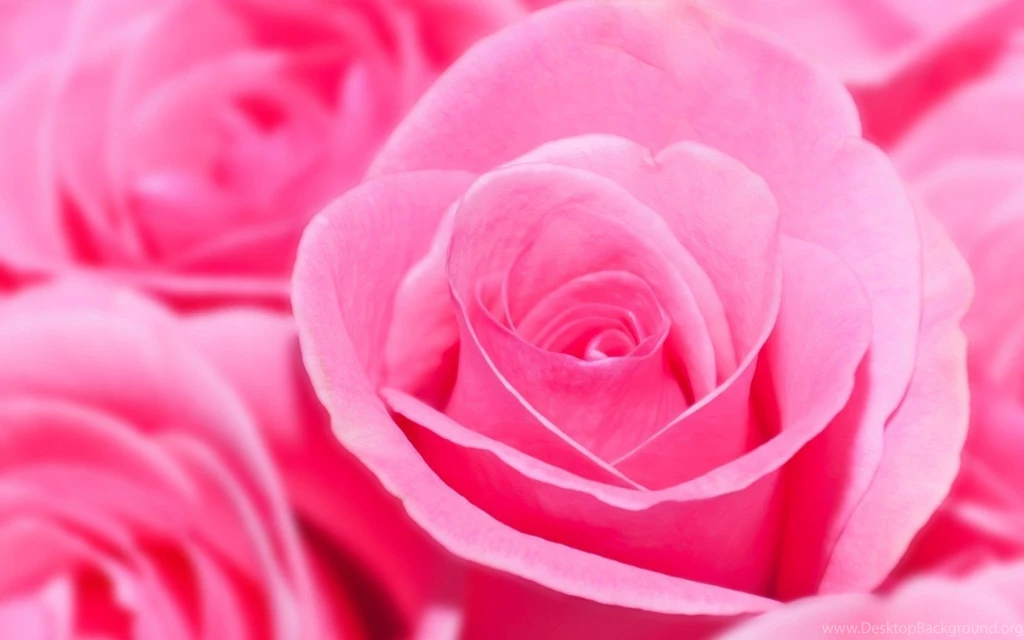 PINK WALLPAPER HIGH DEFINITION FREE DOWNLOADS A1906