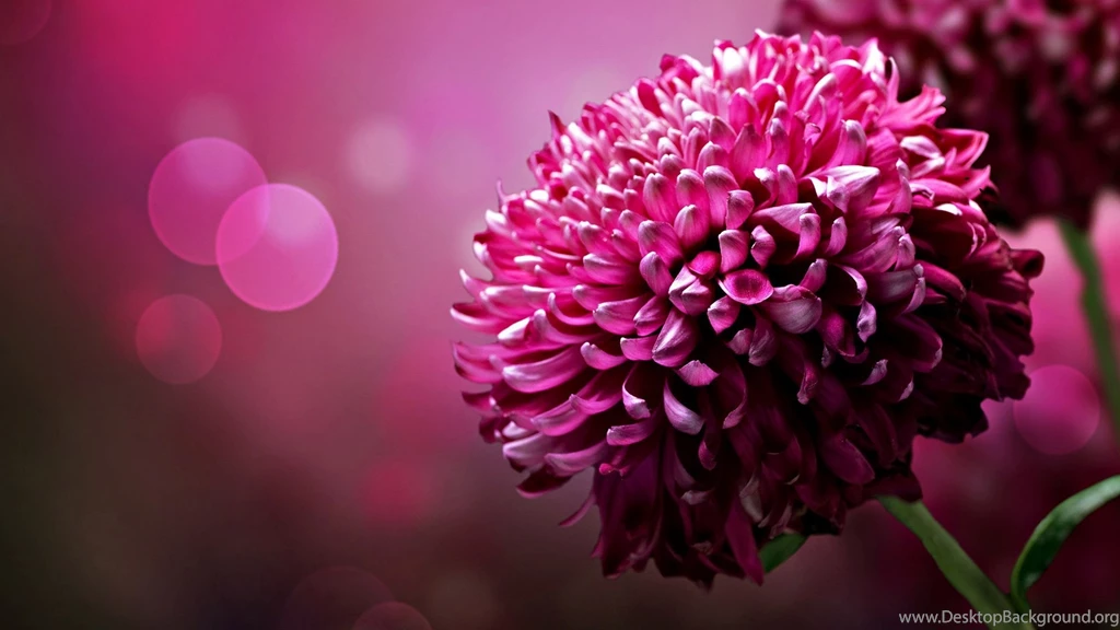 Pink Flower Desktop Wallpaper, Pink Flower Backgrounds, New Wallpapers