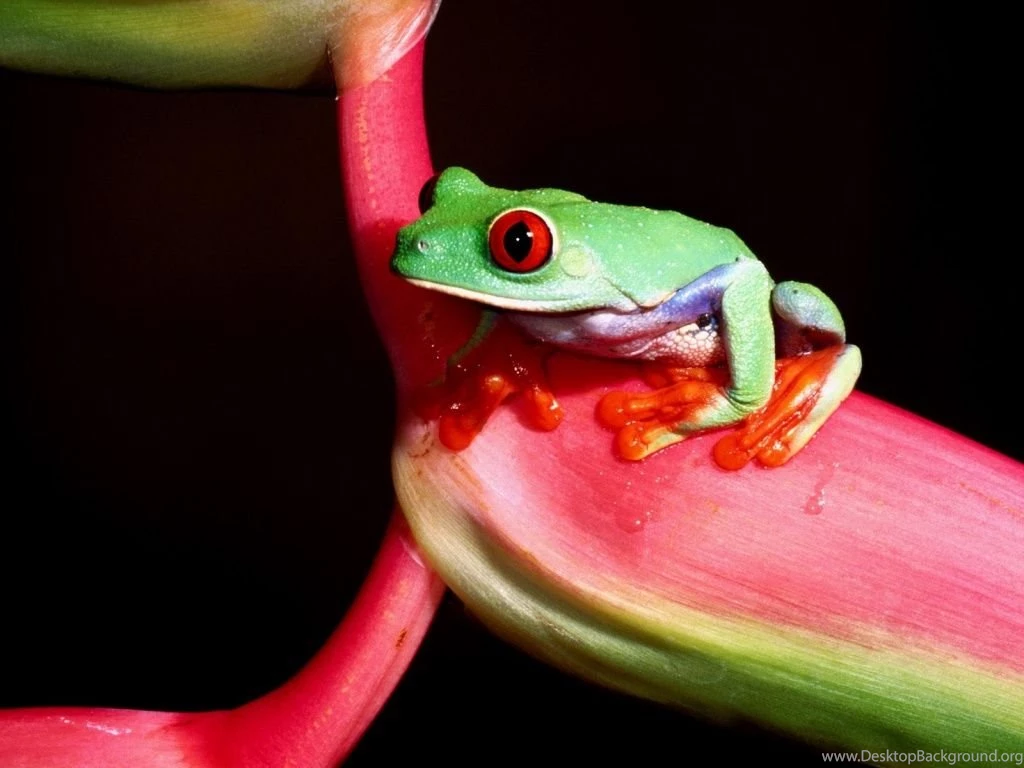 1024x768 Green Little Frog Desktop PC And Mac Wallpapers