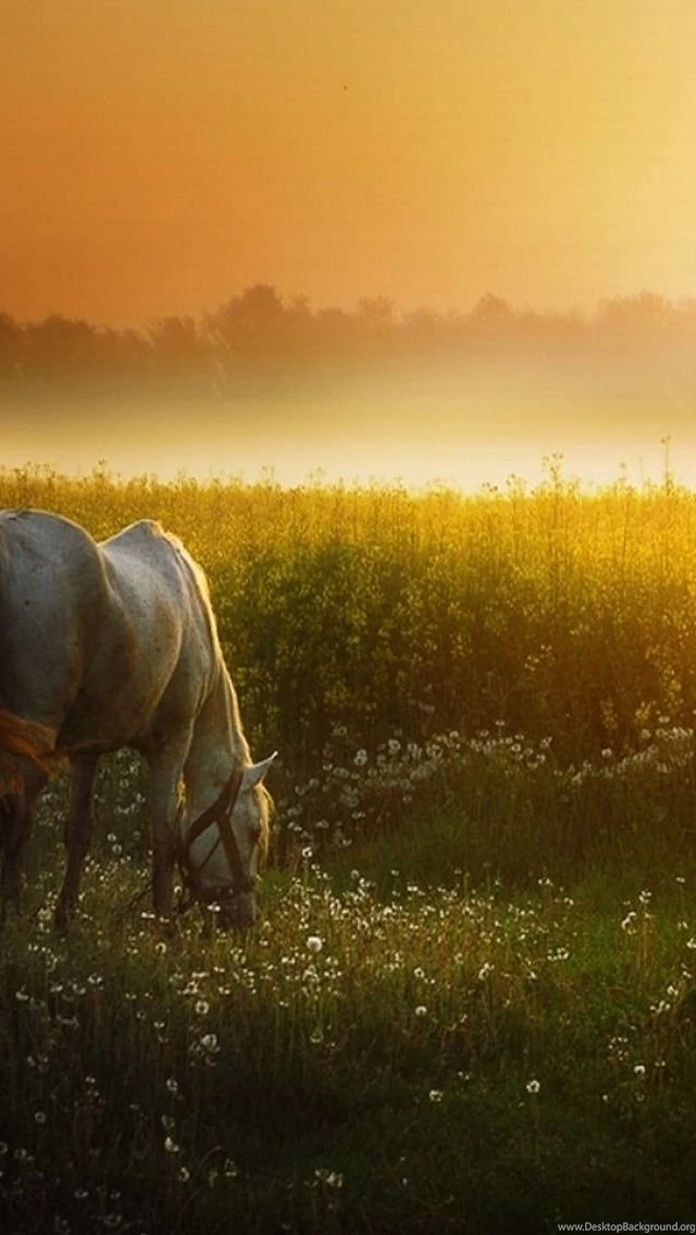 640x1136 Sunset Meadow & White Horse Iphone 5 Wallpapers