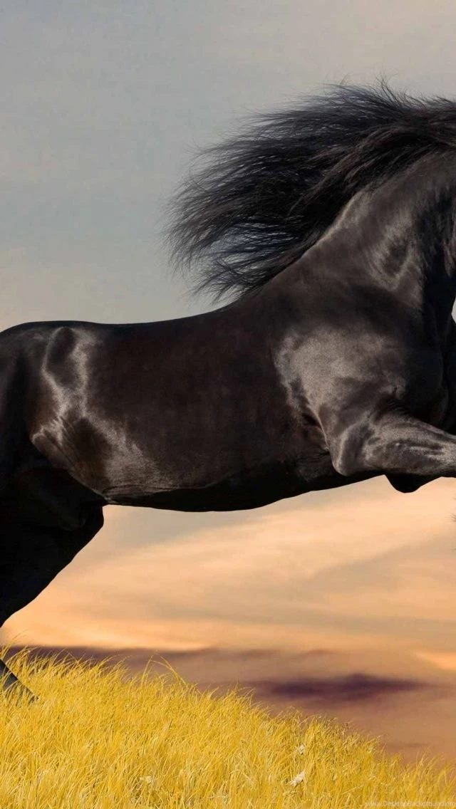 Black Horse iPhone 5 Wallpapers
