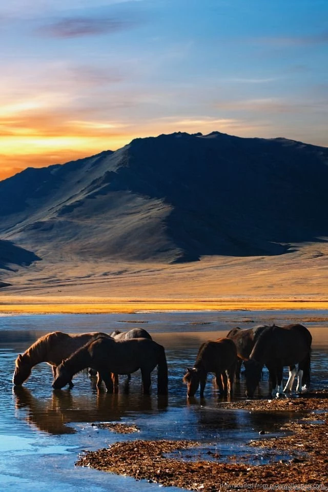 Download Horse Pond Wallpapers For iPhone 4