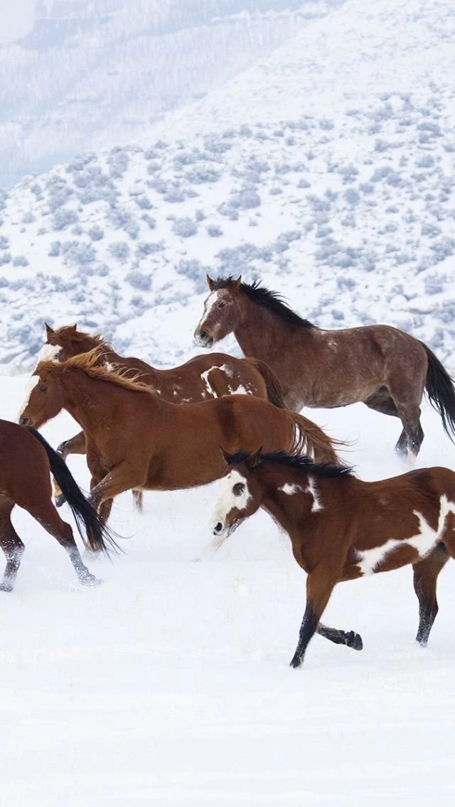 Horses iPhone 5 Wallpapers