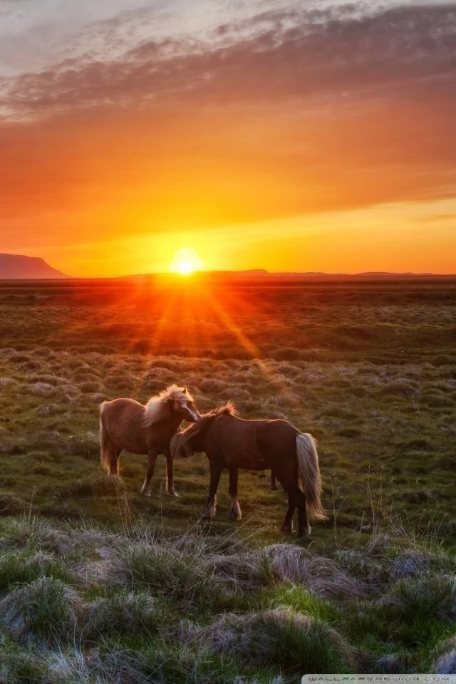 Wild Horses At Sunset HD Desktop Wallpapers : High Definition ...