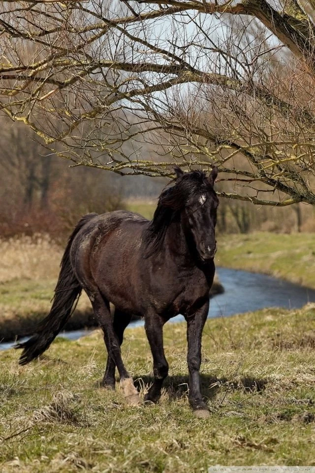 Black Horse HD Desktop Wallpapers : High Definition : Fullscreen ...
