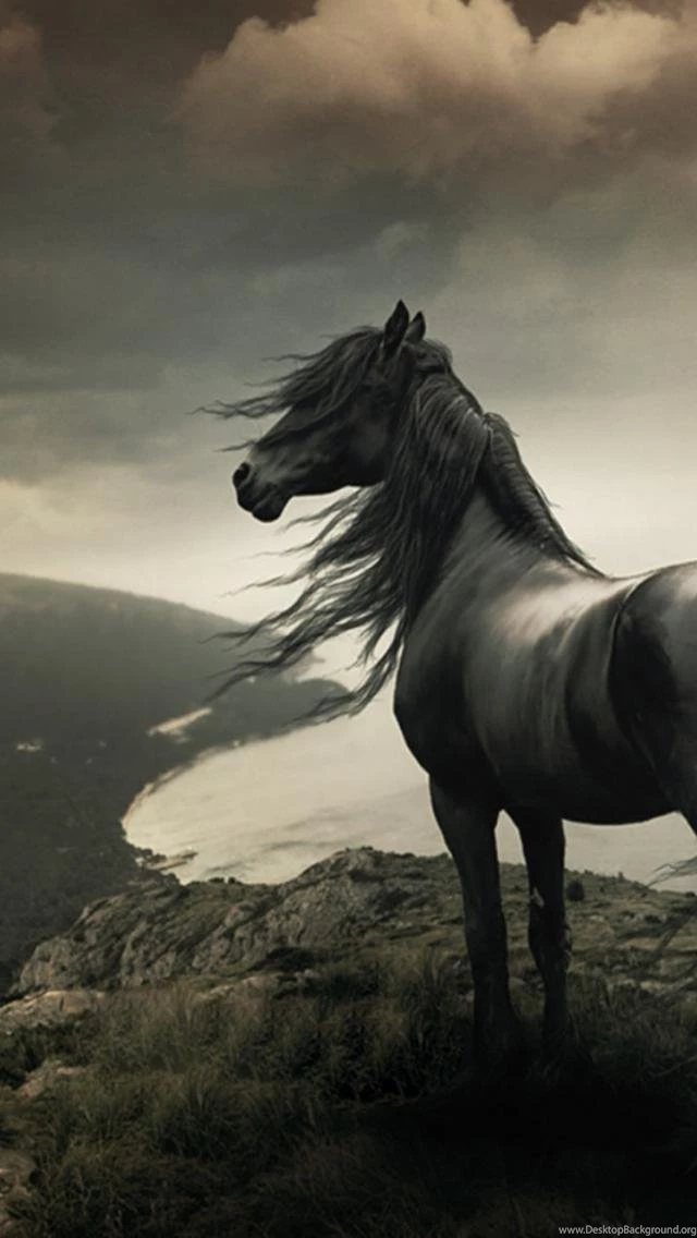 HDscreen: Horse Appy War Nice Draft Appaloose Horses Running ...