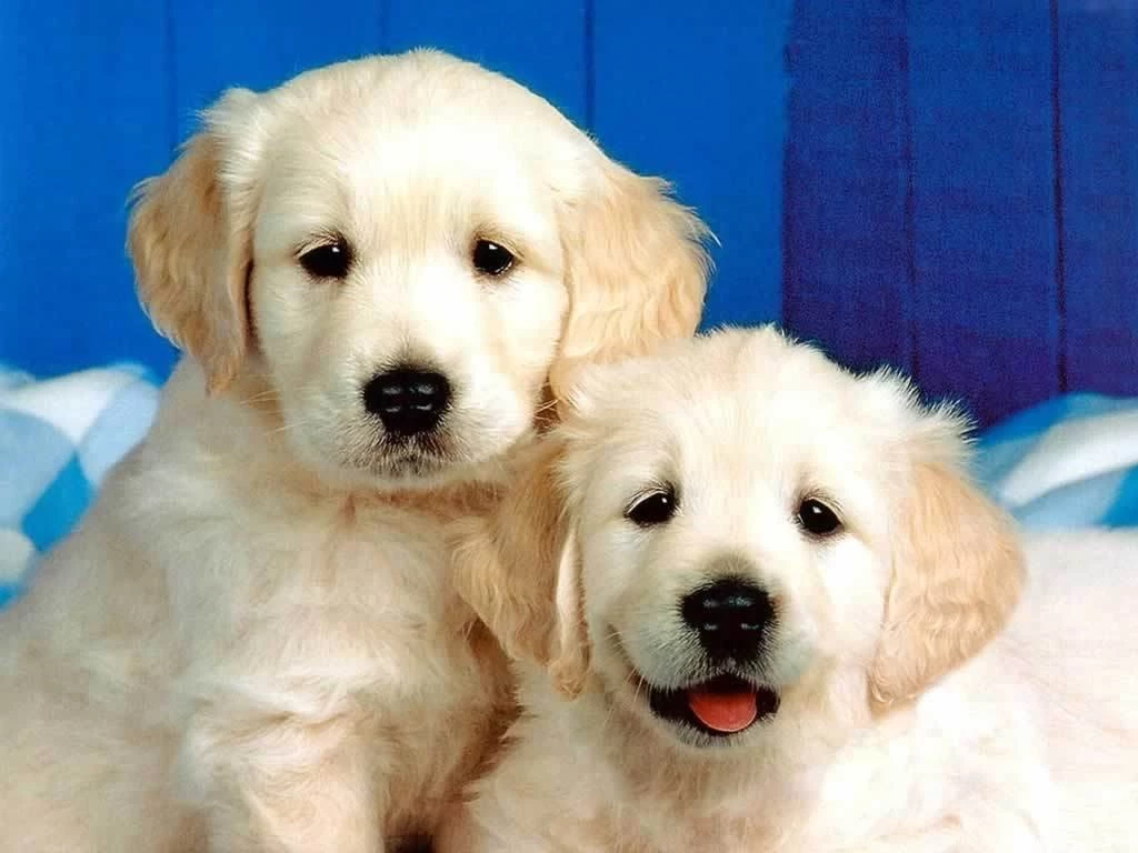 Desktop pics for dogs and puppies.jpg