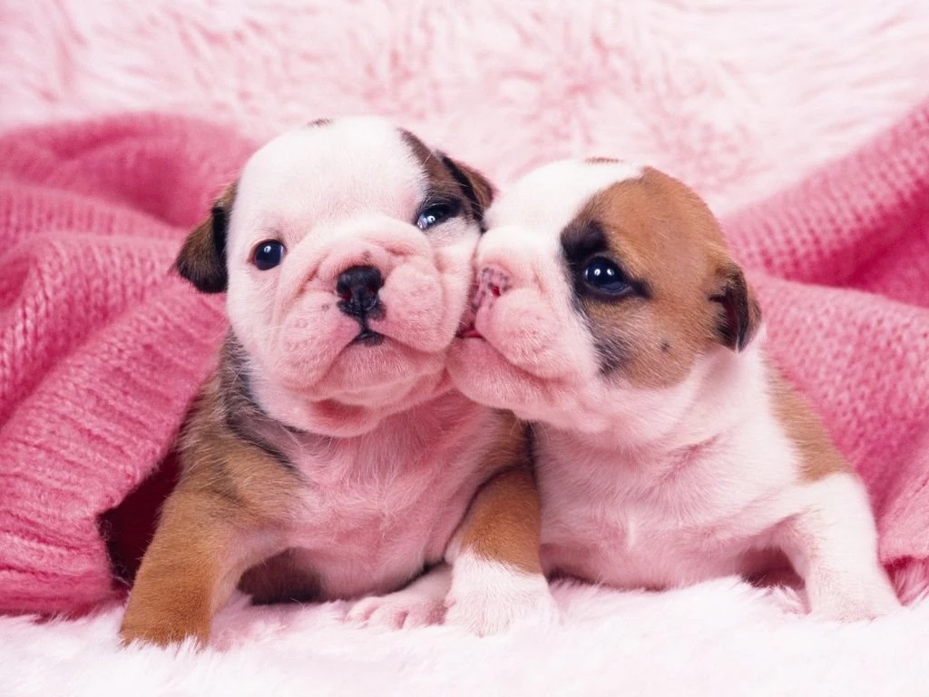 87021d1321590400 puppies wallpaper puppies image.jpg