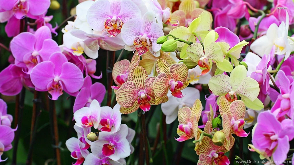 Colorful Orchids Wallpapers Flower Wallpapers