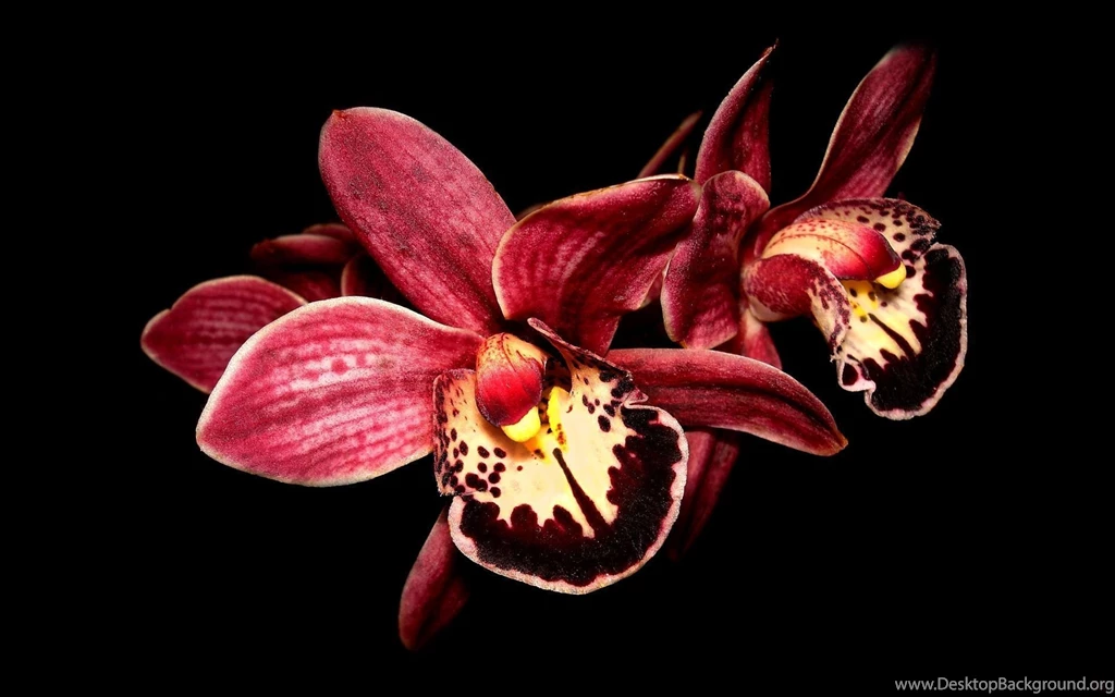 133415d1363927755 orchid wallpapers orchids pic 1920 x 1200.jpg