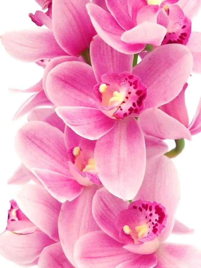 Orchids Wallpapers Android Apps And Tests AndroidPIT