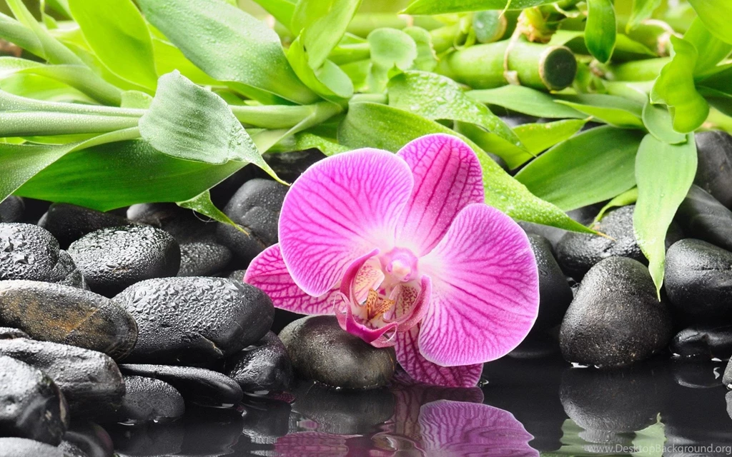 Hd Orchid Wallpapers Wallpapers