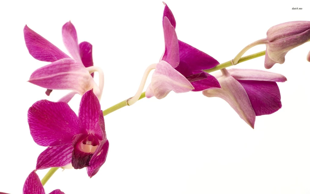 Purple Orchids Wallpapers Flower Wallpapers