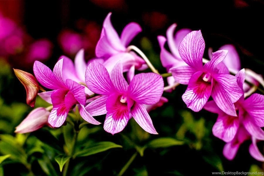Pink Orchids Wallpapers Wallpaper.
