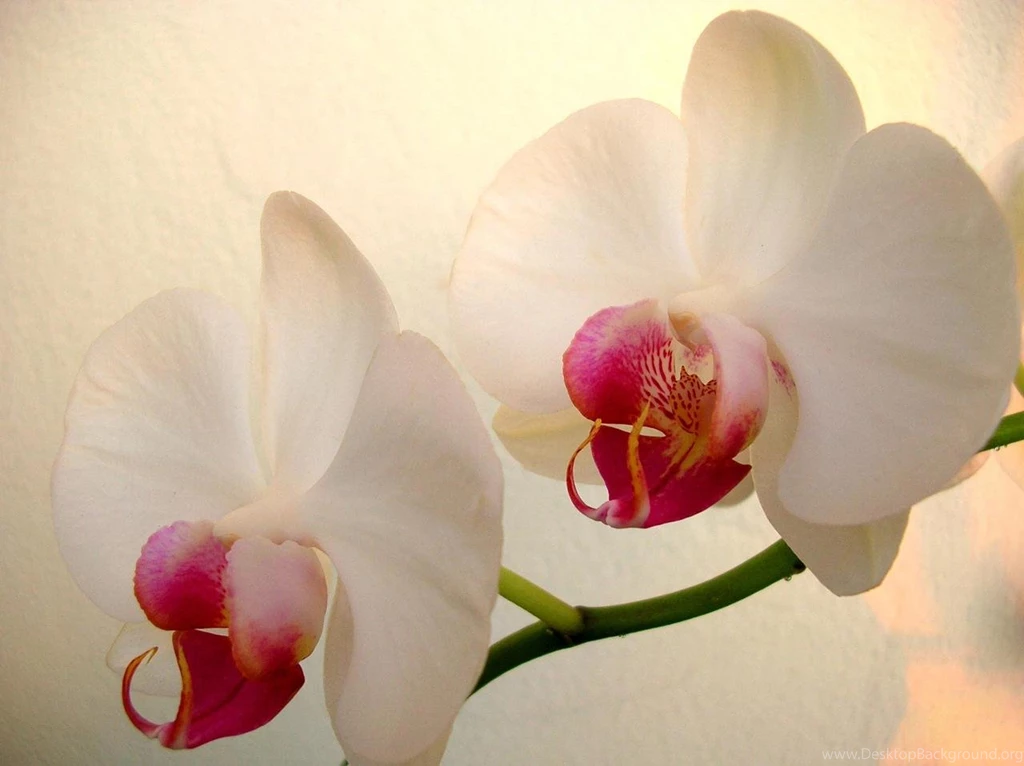 Lovely Orchids HD Wallpapers