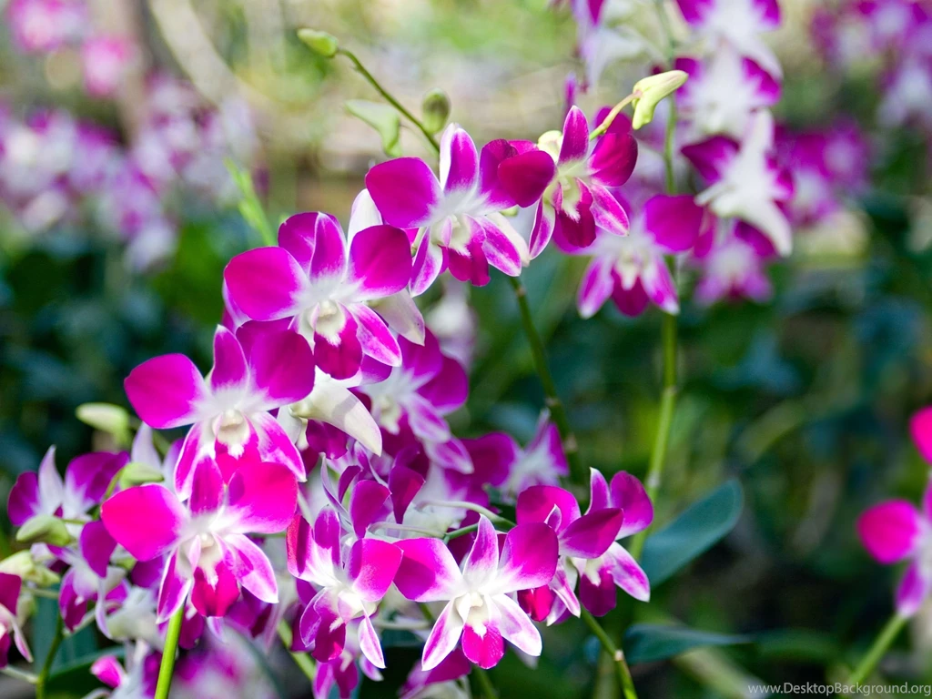 Lovely Orchids HD Wallpapers