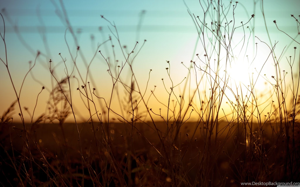 Wild Plants 1 Wallpapers Full HD [5120x3200]   Free Wallpapers Full ...