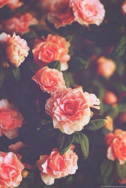 Background, Flowers, Hipster, India, Iphone, Nature, Roses ...