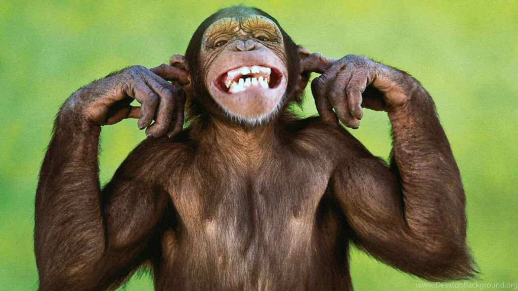 Monkey Wallpapers