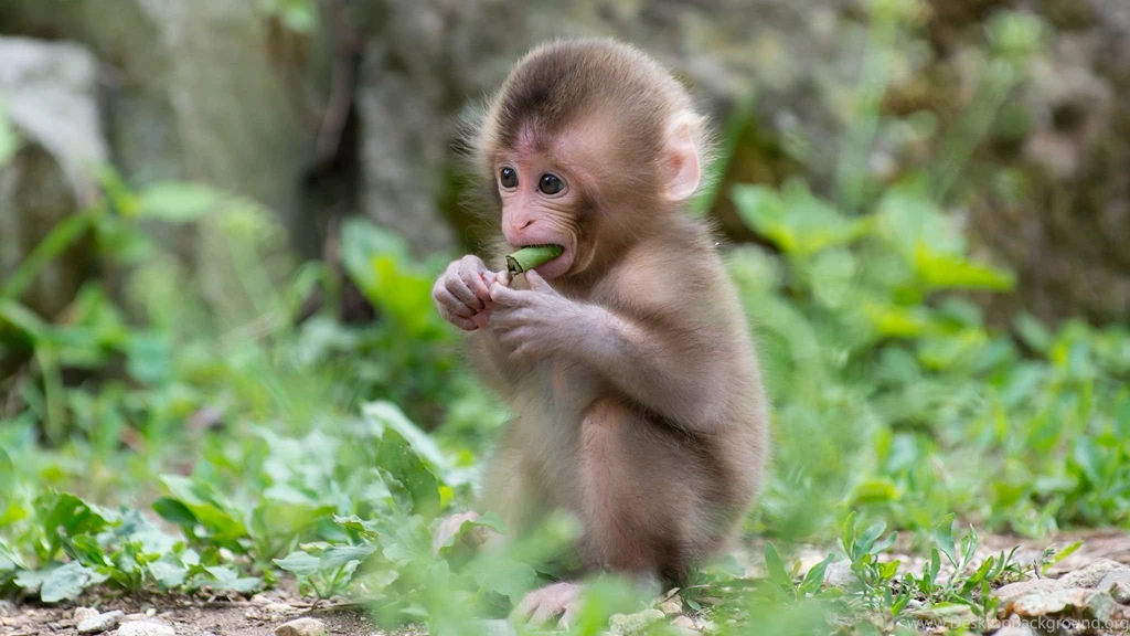 158 Monkey HD Wallpapers