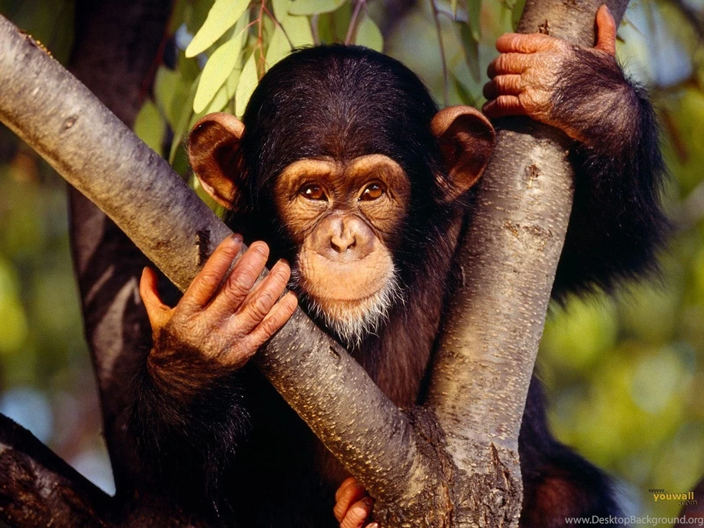 Monkey Wallpapers HD Download