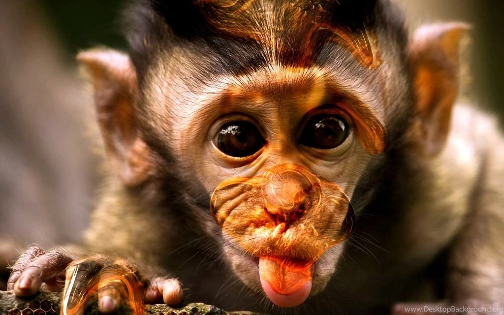 Monkey HD Wallpapers