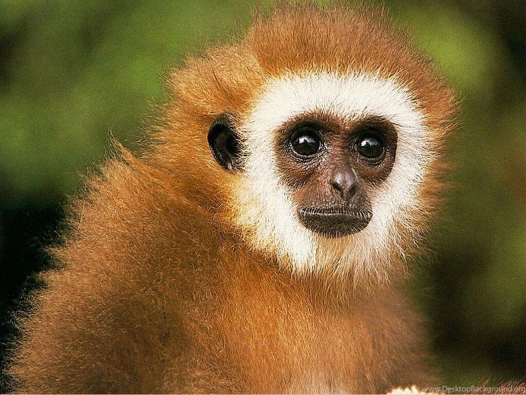 Monkey Wallpapers And Backgrounds   Animals Town