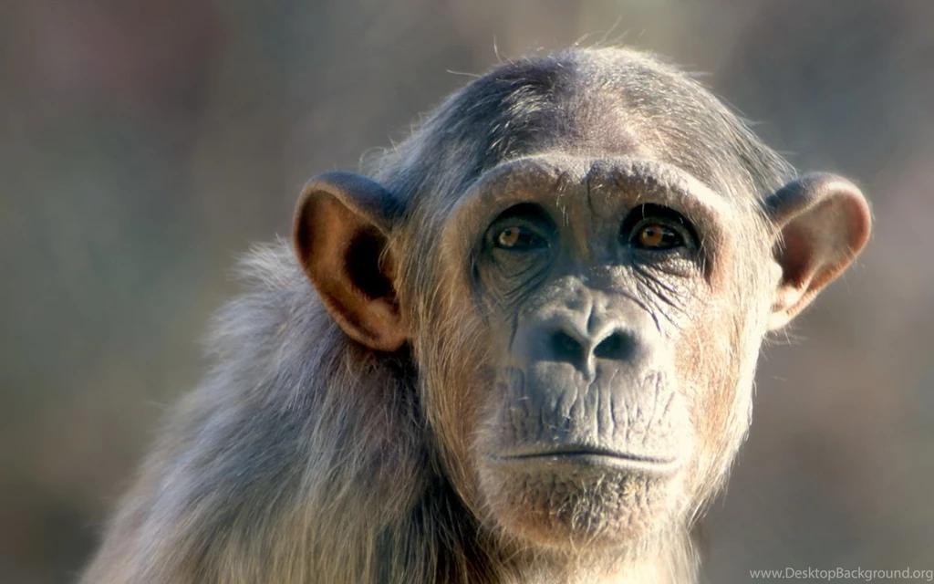 Top 10 Monkey Wallpapers And Beautiful Monkey Themes
