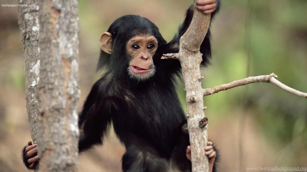 Monkey Wallpaper Images