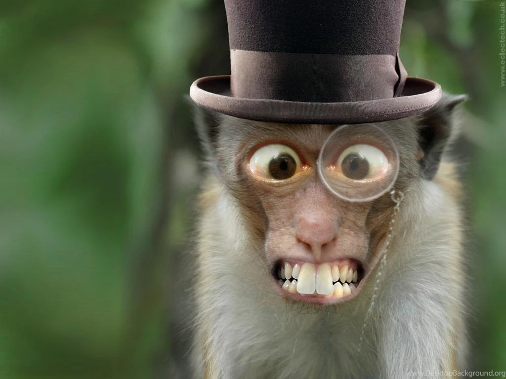Monkey Wallpaper_hd Wallpaper_download Free Wallpapers