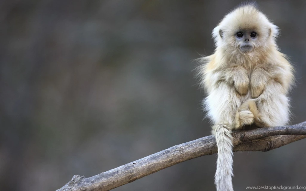 Monkey Computer Wallpapers, Desktop Backgrounds