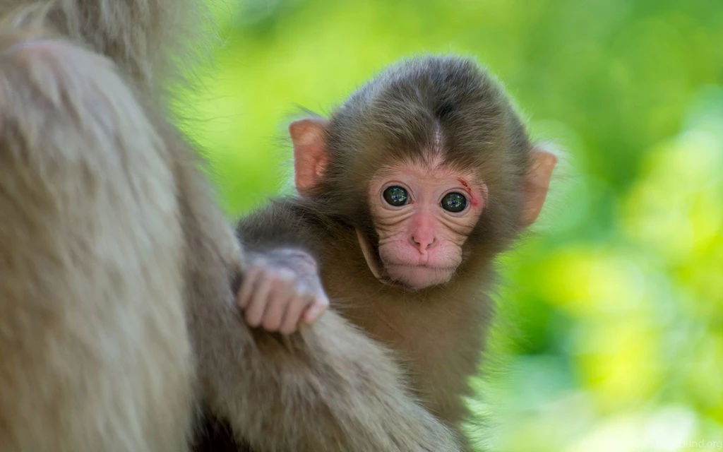 Monkey Wallpaper_hd Wallpaper_download Free Wallpapers