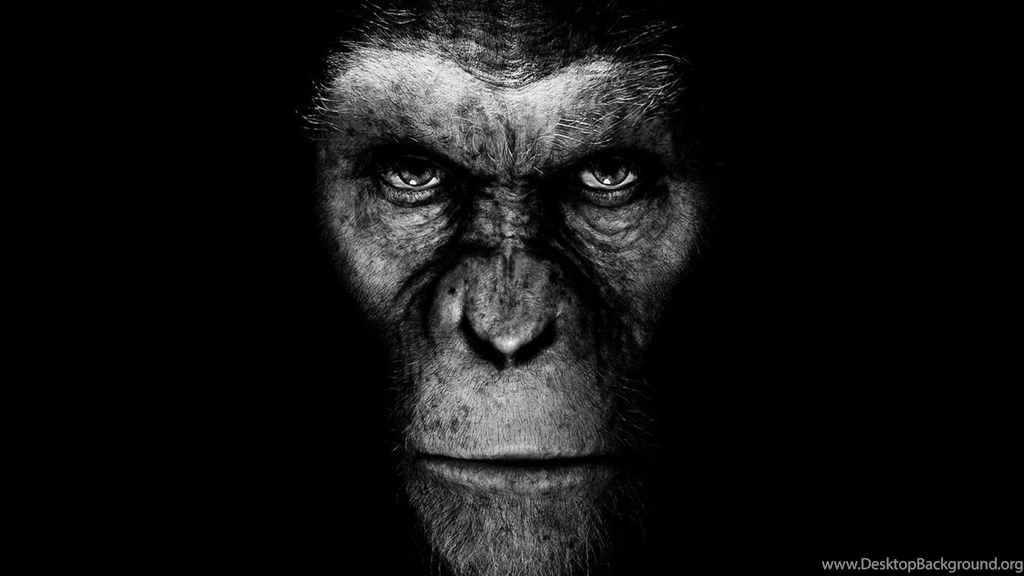 Monkey Wallpaper_hd Wallpaper_download Free Wallpapers